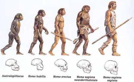 Evolução das espécies